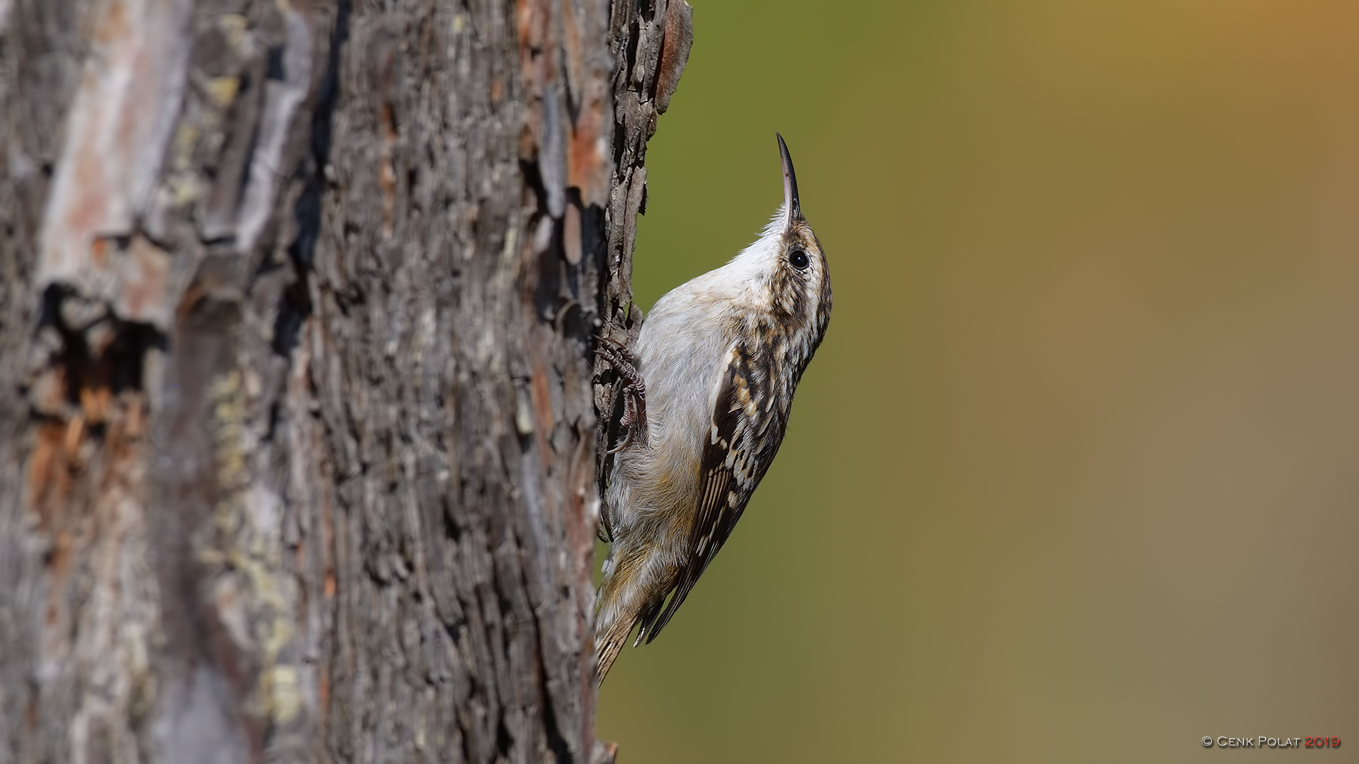 Short-toed Treecreeper